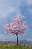 Almond tree with pink blossoms in spring, Germany