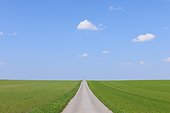 Road through a cereal grain field on a sunny day in spring in Burgenland, Austria