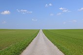 Road through a cereal grain field on a sunny day in spring in Burgenland, Austria
