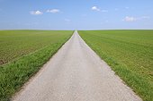 Close-up of a road through a cereal grain field on a sunny day in spring in Burgenland, Austria