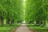 Walkway lined with lime trees in spring on the Island of Ruegen in Mecklenburg-Western Pommerania, Germany