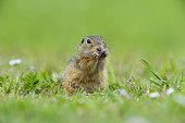 European ground squirrel (Spermophilus citellus) sitting in field eating plants in Burgenland, Austria
