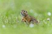 Portrait of European ground squirrel (Spermophilus citellus) standing in field looking at camera in Burgenland, Austria