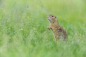 Portrait of European ground squirrel (Spermophilus citellus) standing on hind legs in field in Burgenland, Austria