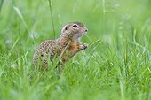 Close-up of European ground squirrel (Spermophilus citellus) standing on hind legs in field in Burgenland, Austria
