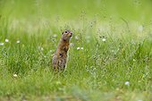 European ground squirrel (Spermophilus citellus) standing on hind legs in field in Burgenland, Austria