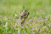 Close-up of European ground squirrel (Spermophilus citellus) standing on hind legs eating plants in field in Burgenland, Austria