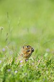European ground squirrel (Spermophilus citellus) standing on hind legs eating plants in field in Burgenland, Austria
