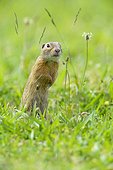 Portrait of European ground squirrel (Spermophilus citellus) looking at camera and standing on hind legs in field in Burgenland, Austria