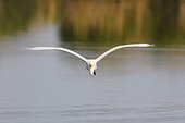 Front view of a great white egret (Ardea alba) in flight over Lake Neusiedl in Burgenland, Austria