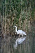 Great white egret (Ardea alba) standing in lake next to reeds at Lake Neusiedl in Burgenland, Austria