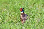 Portrait of a ring-necked pheasant (Phasianus colchicus) cock standing in field in spring in Burgenland, Austria