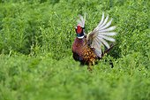Ring-necked pheasant (Phasianus colchicus) cock, standing in field displaying plumage in spring in Burgenland, Austria