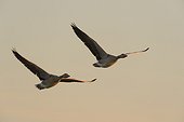 Two, greylag geese (Anser anser) in flight over Lake Neusiedl at sunrise in Burgenland, Austria
