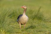 Portrait of a greylag goose (Anser anser) standing on grass at Lake Neusiedl in Burgenland, Austria