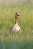 Front view portrait of a greylag goose (Anser anser) standing in a grassy field at Lake Neusiedl in Burgenland, Austria