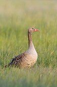 Profile portrait of a greylag goose (Anser anser) standing in a grassy field at Lake Neusiedl in Burgenland, Austria