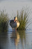 Greylag goose (Anser anser) standing next to reeds in Lake Neusiedl in Burgenland, Austria