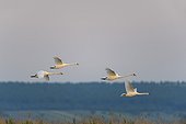 Group of four mute swans (Cygnus olor) in flight over Lake Neusiedl in Burgenland, Austria