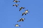 Flock of common shelducks (Tadorna tadorna) in flight against blue sky at Lake Neusiedl in Burgenland, Austria