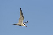 Side view of a common tern (Sterna hirundo) in flight against a blue sky over Lake Neusiedl in Burgenland, Austria