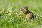 Close-up portrait of a European ground squirrel (Spermophilus citellus) eating plants in grassy field in Burgenland, Austria