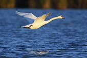 Profile of a mute swan (Cygnus olor) in flight over the blue waters of Lake Neusiedl in Burgenland, Austria