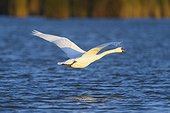 Profile of a mute swan (Cygnus olor) in flight over the blue waters of Lake Neusiedl in Burgenland, Austria