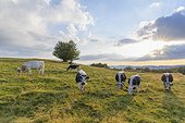 Herd of cows grazing in pasture with the late afternoon sun shining over the fields at Le Markstein in the Vosges Mountains in Haut Rhin, Alsace, France
