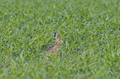 Profile portrait of a European brown hare (Lepus europaeus) sitting in a cornfield in summer in Hesse, Germany