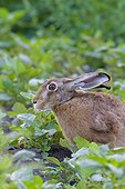 Close-up profile portrait of a European brown hare (Lepus europaeus) sitting in field in summer, Hesse, Germany