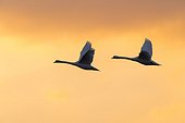 Two mute swans (Cygnus olor) flying in sky at sunset, Germany