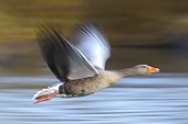 Close-up of greylag goose (Anser anser) flying over water in blurred motion, Germany