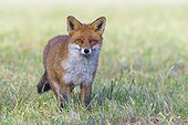 Close-up portrait of alert red fox (Vulpes vulpes) standing in a meadow and looking at camera in Hesse, Germany