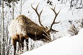 A lone elk in a snowy field.