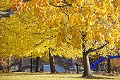 Autumn trees with a footbridge in a park, Boston Esplanade, Boston, Massachusetts, USA