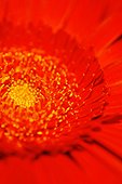 Gerbera daisy, close up