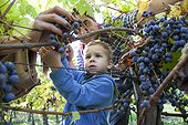 Father and son harvesting grapes together in vineyard