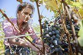 Young woman harvesting grapes in vineyard