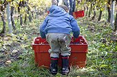 Toddler boy helps in harvesting grapes in vineyard