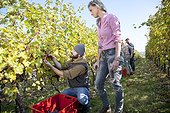 Friends harvesting grapes together in vineyard