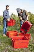 Two men unloading grapes into crates in vineyard