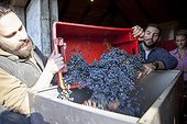 Two men unloading grapes into container in vineyard