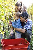 Family harvesting grapes together in vineyard