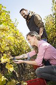Couple harvesting grapes together in vineyard