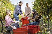Friends unloading grapes into crates in vineyard