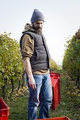 Man unloading grapes into crates in vineyard
