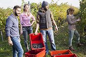 Friends unloading grapes into crates in vineyard