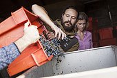 Two men unloading grapes into container in vineyard