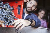 Man unloading grapes into container in vineyard